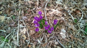 crocuses